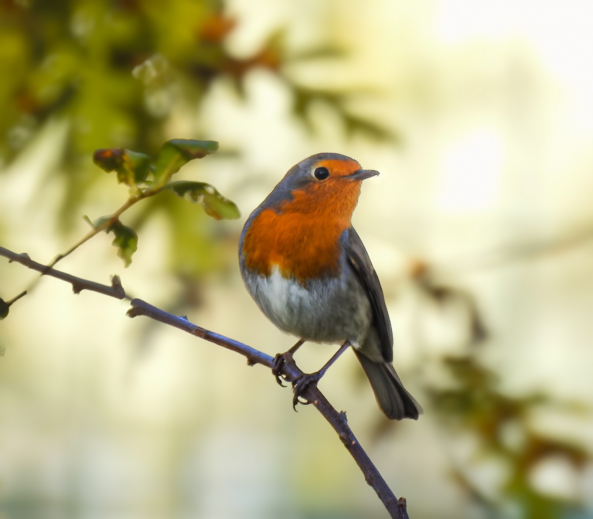 European Robin - ML626924777