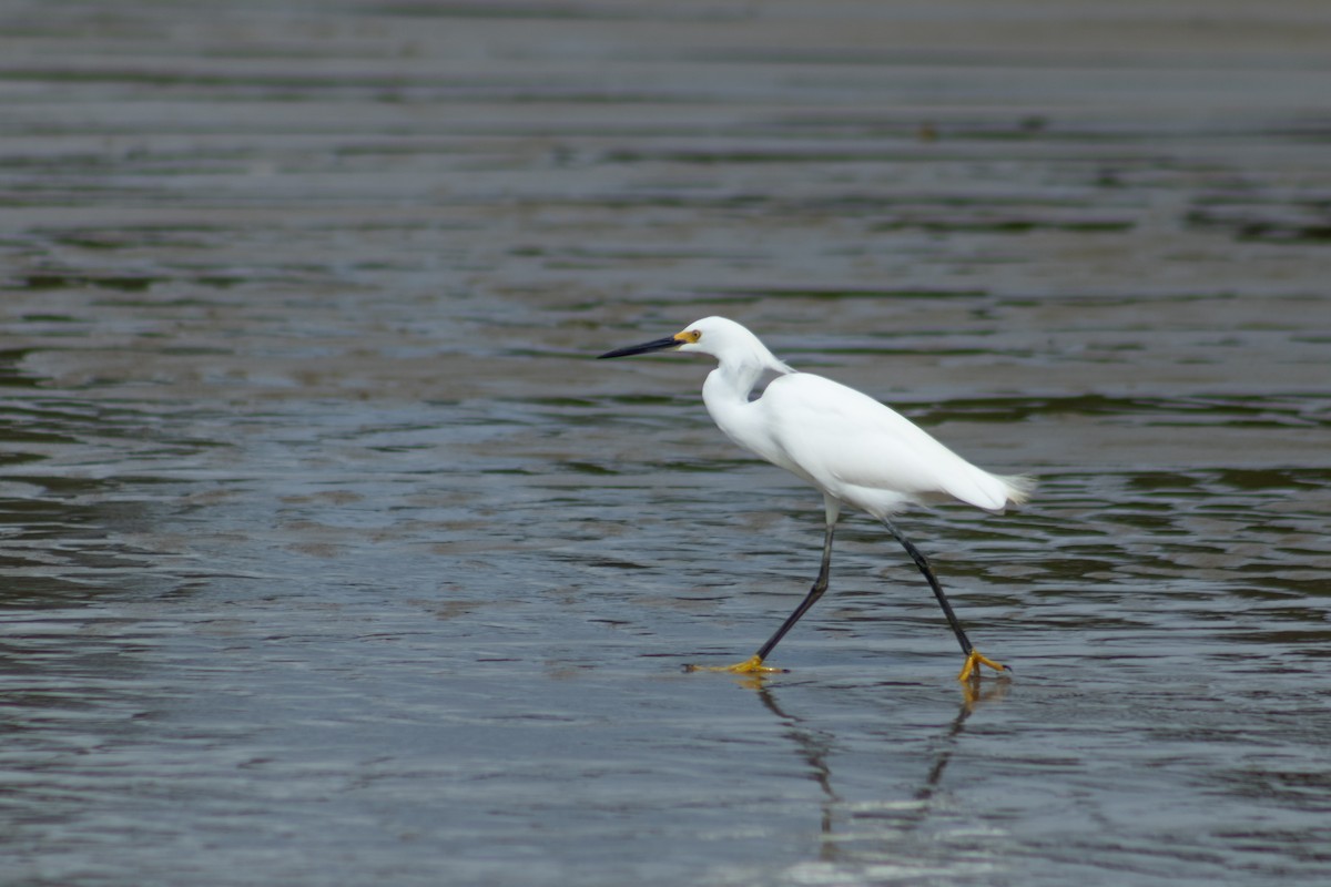 Snowy Egret - ML626924778