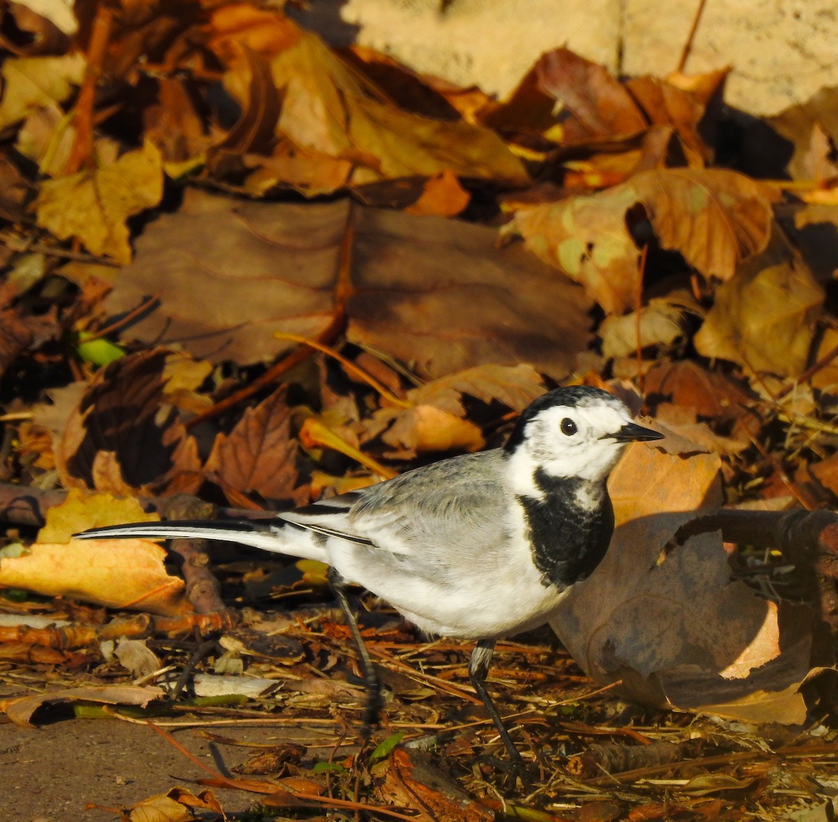 White Wagtail - ML626924781