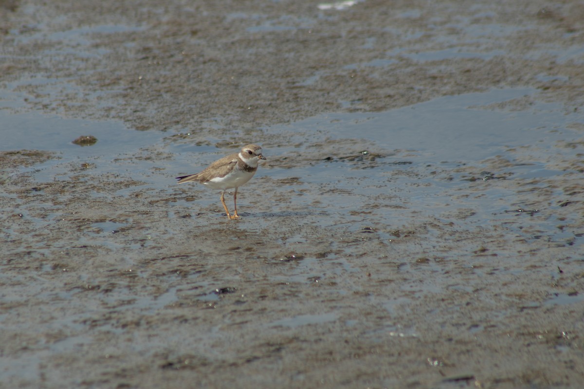 Semipalmated Plover - ML626924789