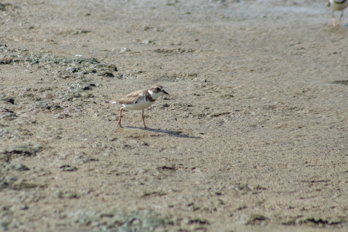 Semipalmated Plover - ML626924792