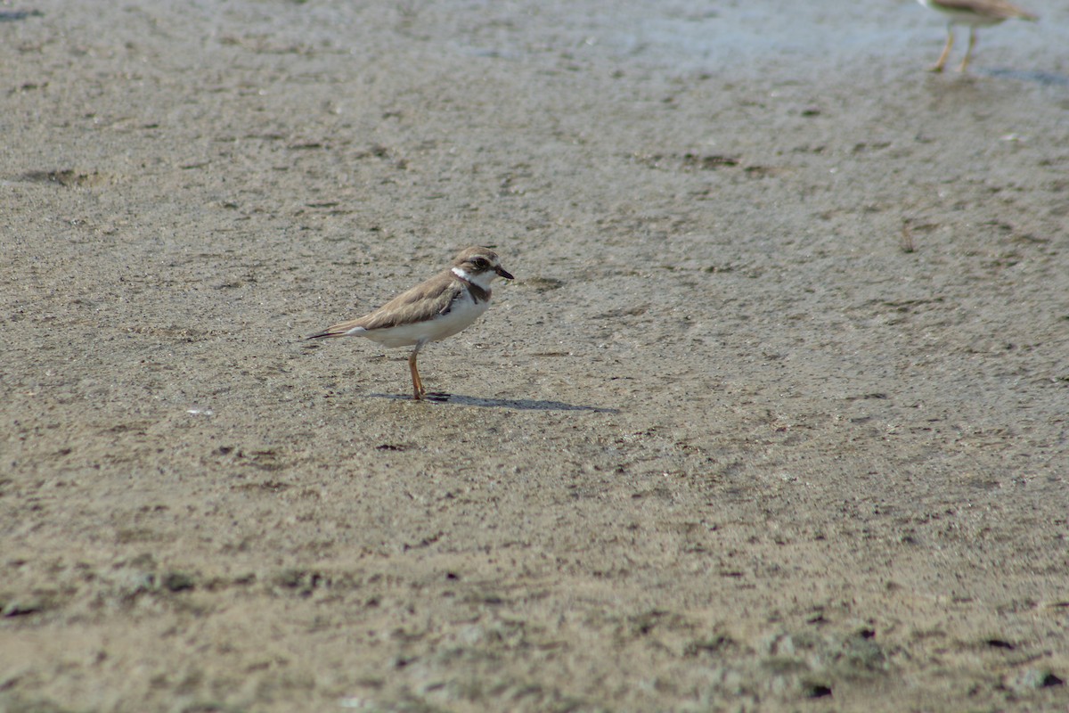 Semipalmated Plover - ML626924793