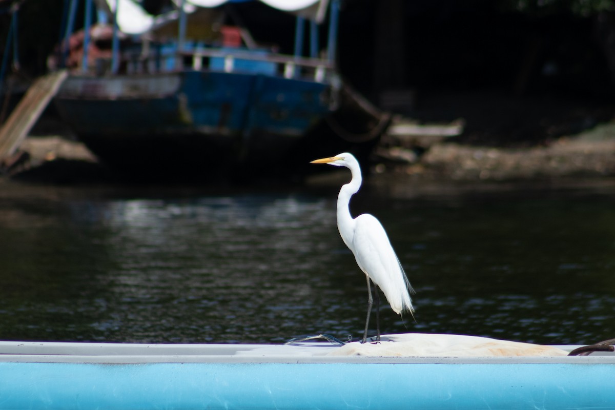 Great Egret - ML626924814