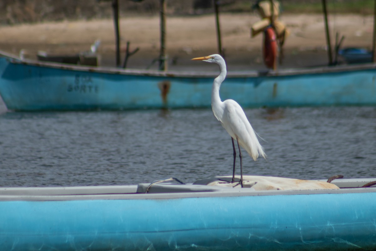 Great Egret - ML626924815