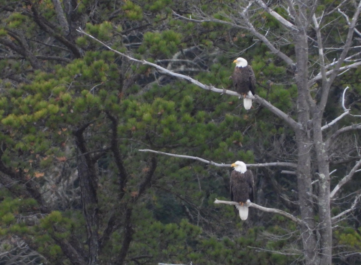 Bald Eagle - ML626924873