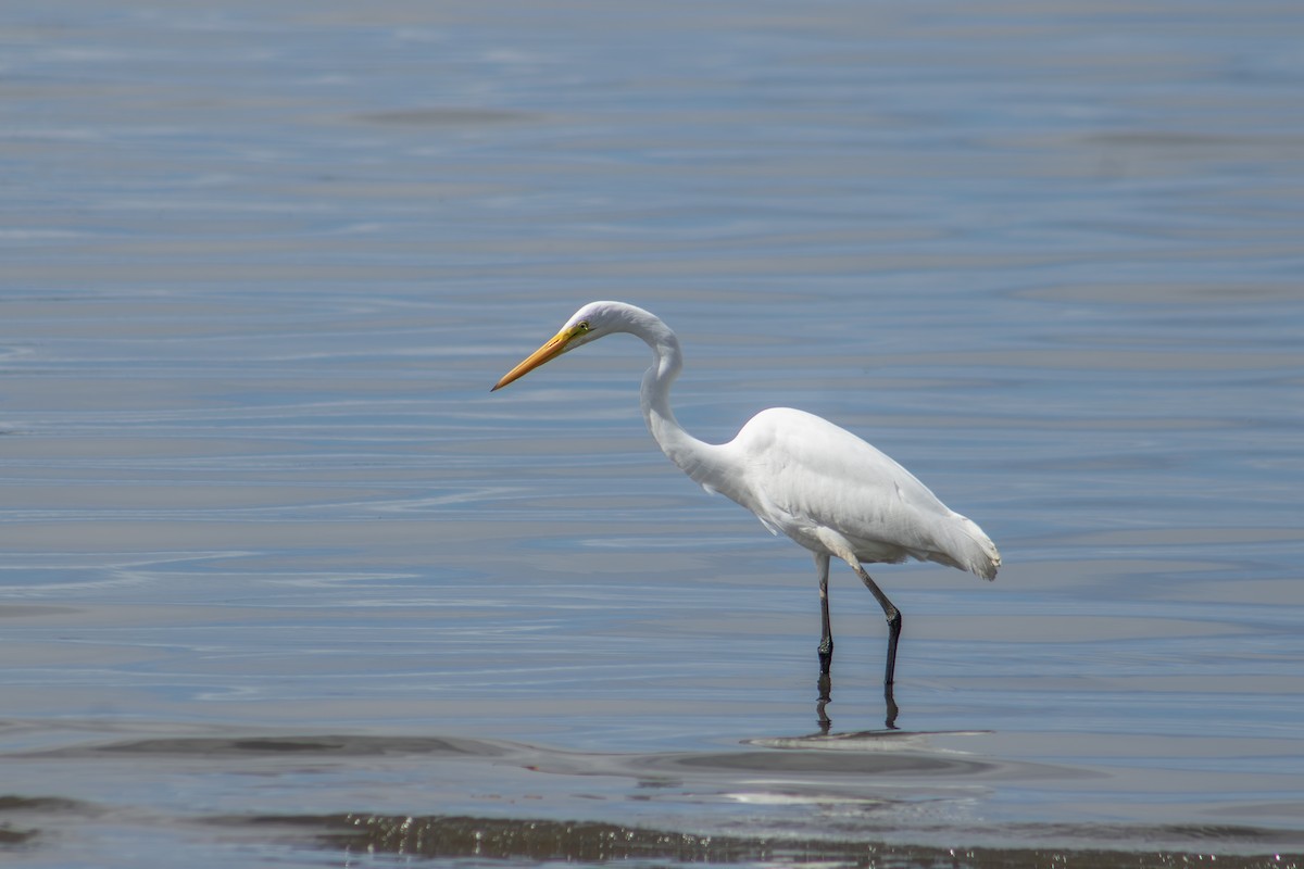 Great Egret - ML626924887