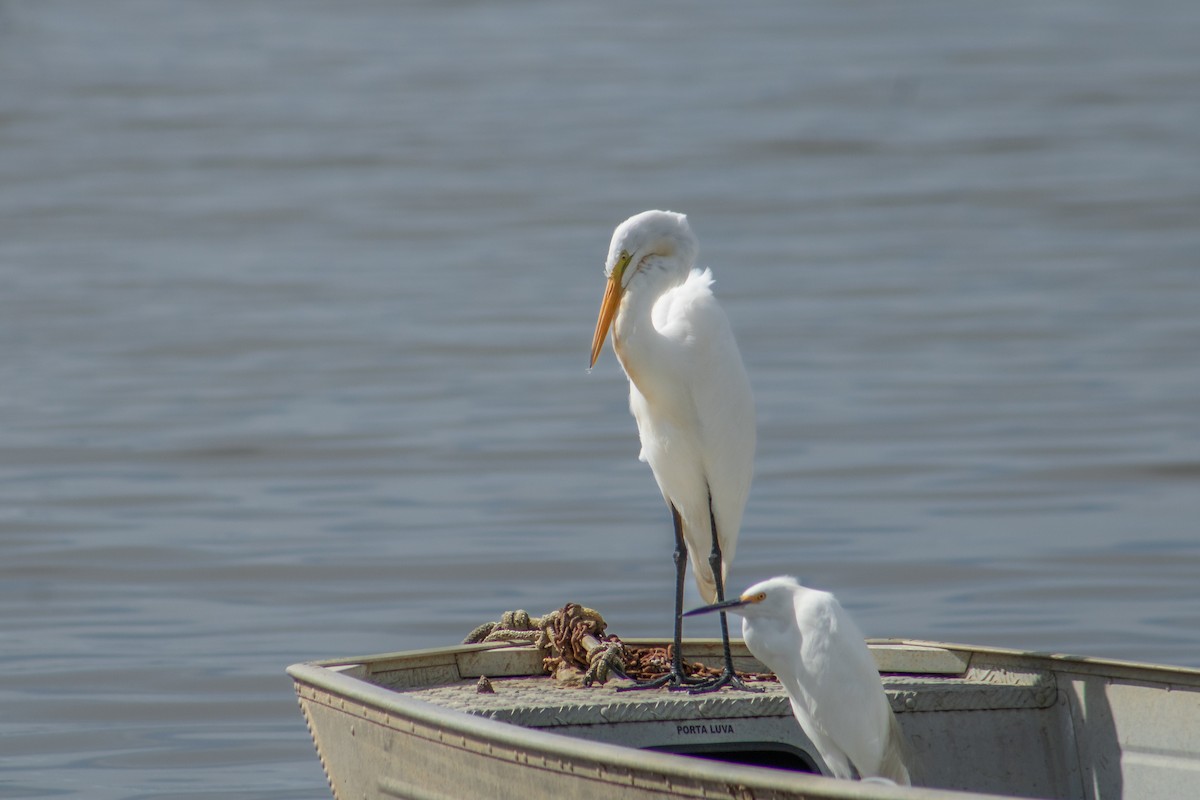 Great Egret - ML626924889