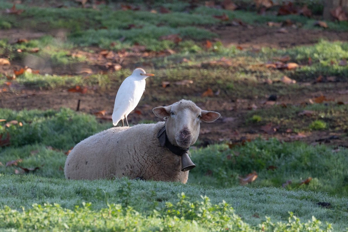 Western Cattle-Egret - ML626924892