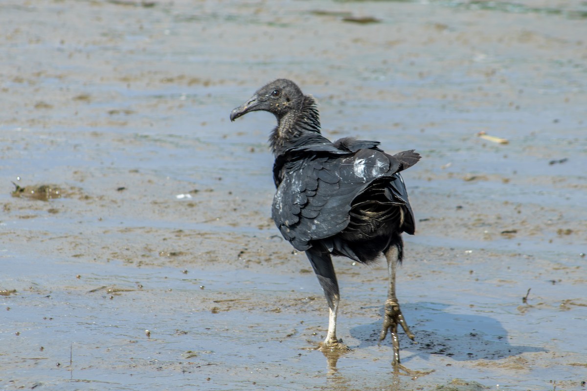 Black Vulture - ML626924898