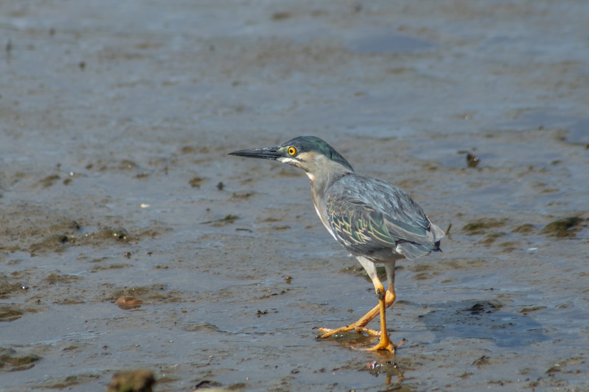 Striated Heron - ML626924955