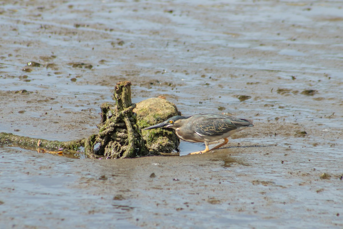 Striated Heron - ML626924957