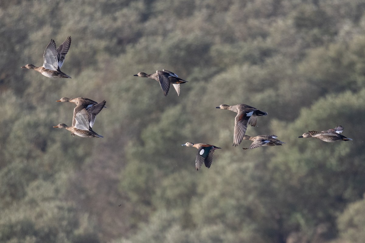 Ringed Teal - ML626924966