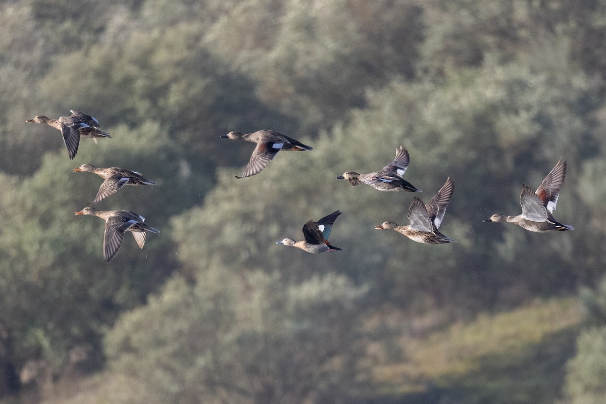 Ringed Teal - ML626924968