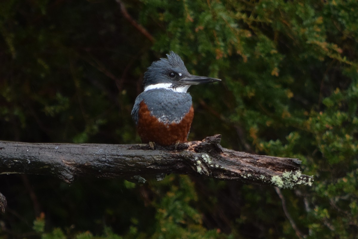 Ringed Kingfisher - ML626924985