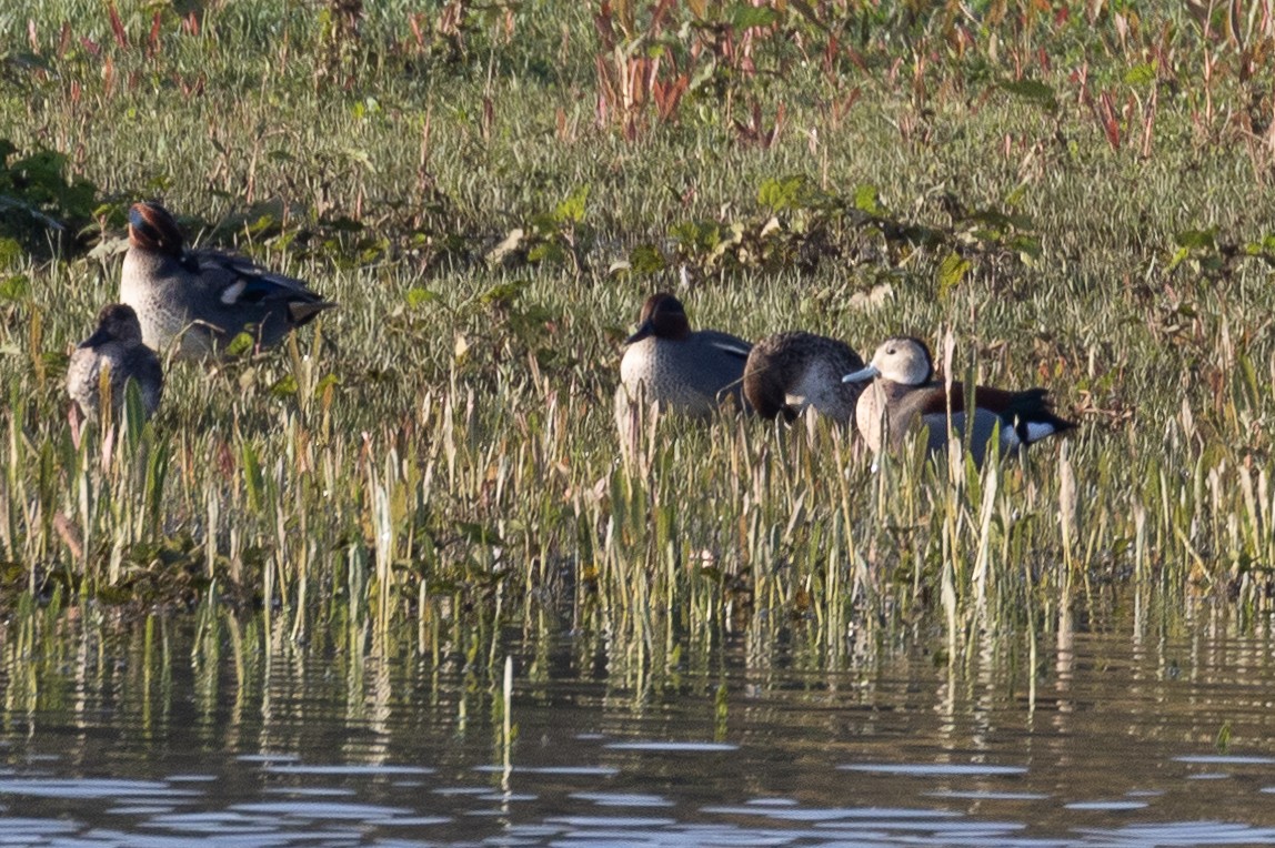 Ringed Teal - ML626925102