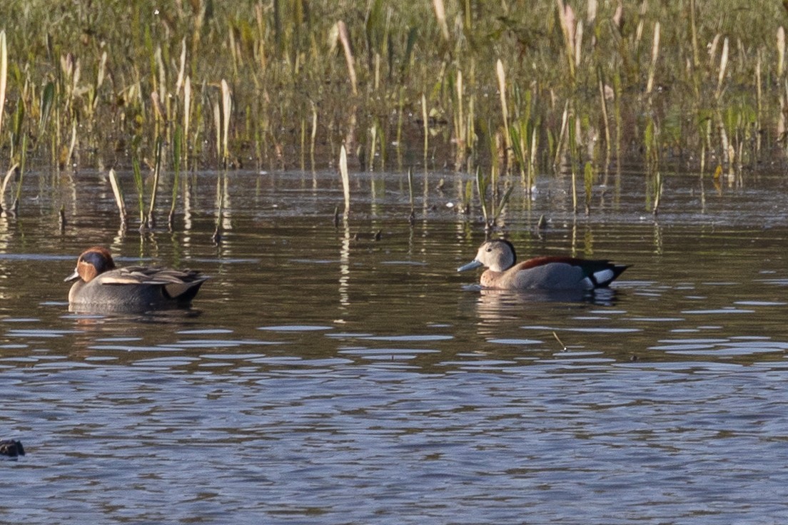 Ringed Teal - ML626925105