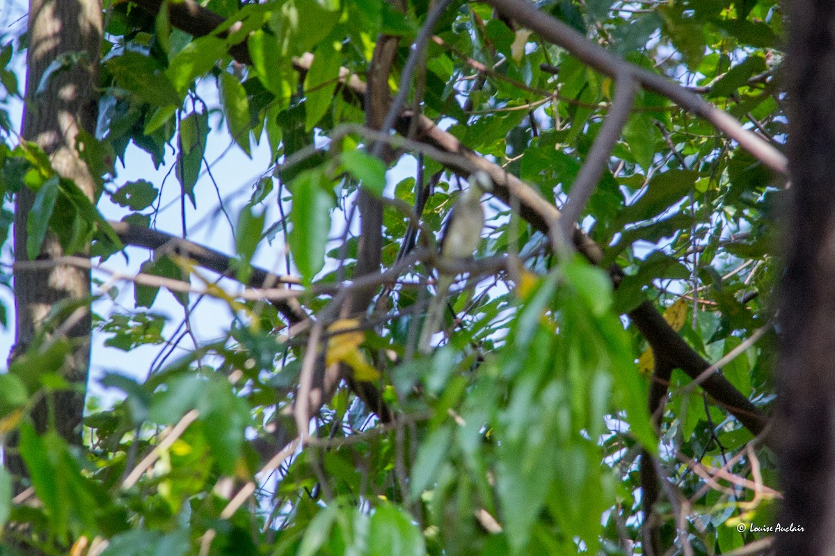 drongo sp. - ML626925279
