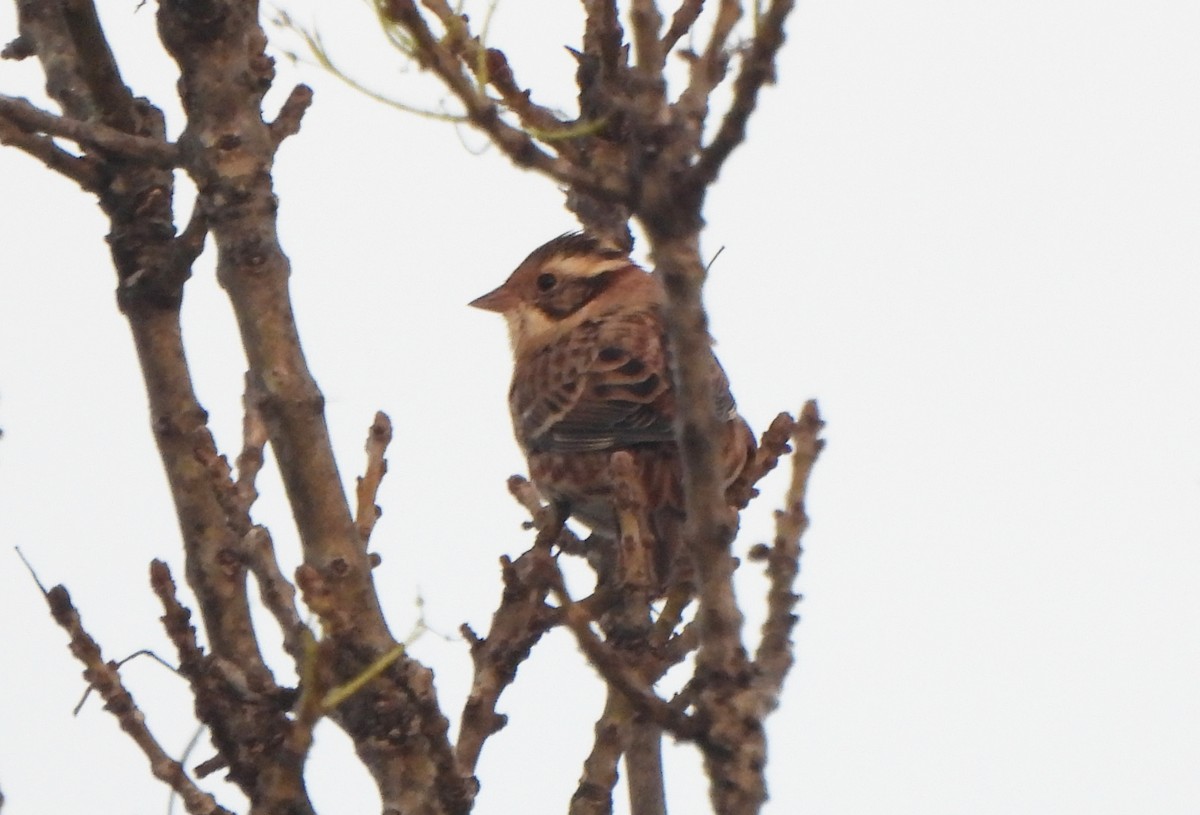 Rustic Bunting - Nacho Barrionuevo