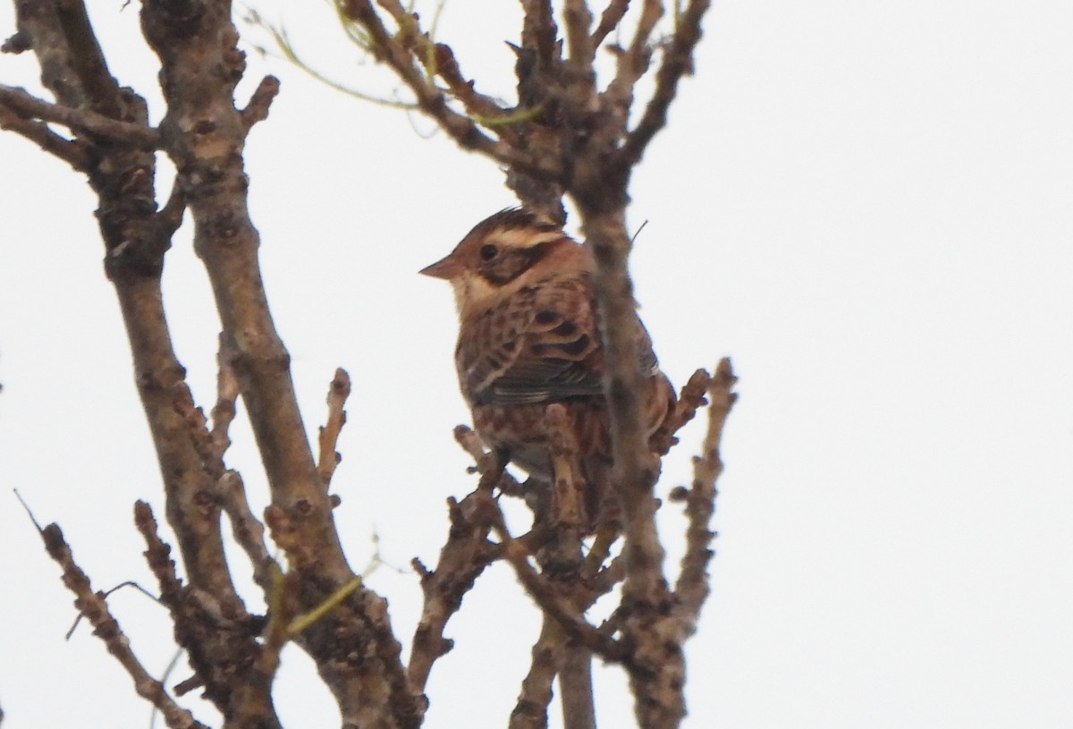 Rustic Bunting - Ignacio Barrionuevo