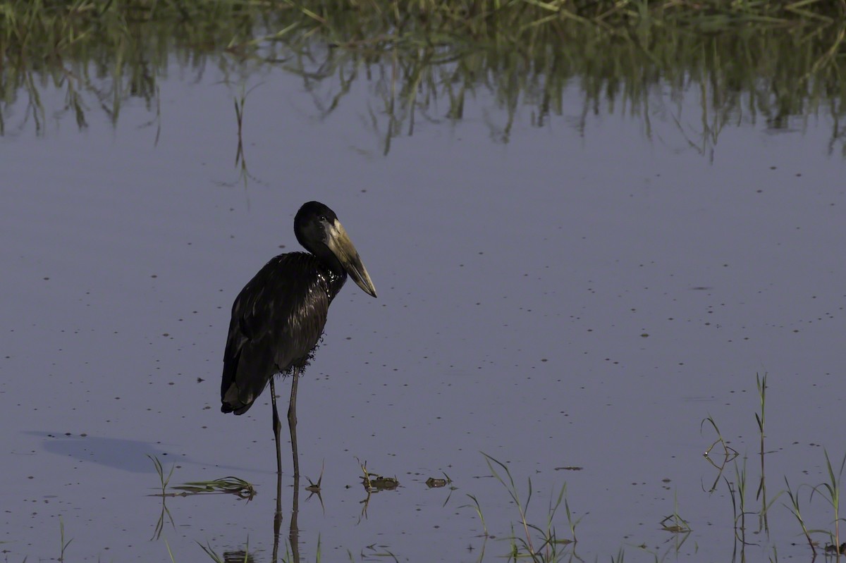 African Openbill - Thomas Kallmeyer