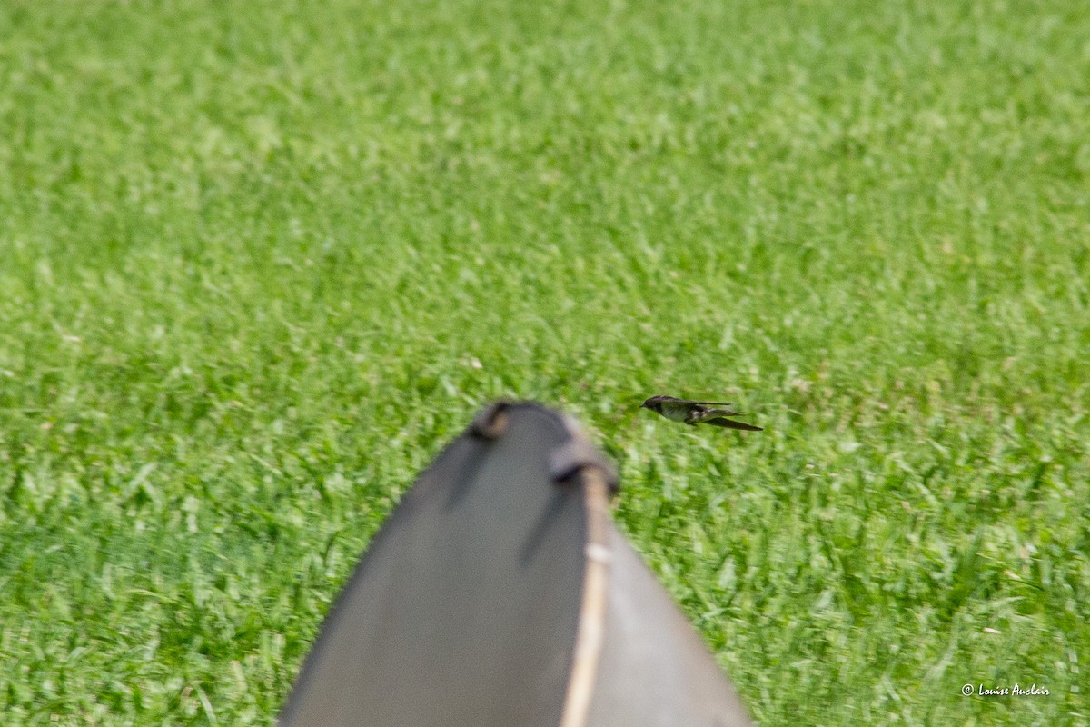 Barn Swallow - ML626925502