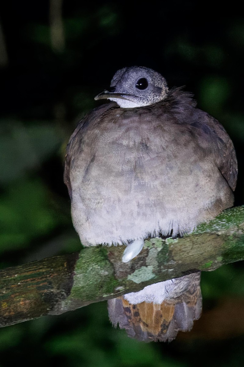 White-throated Tinamou - ML626925619