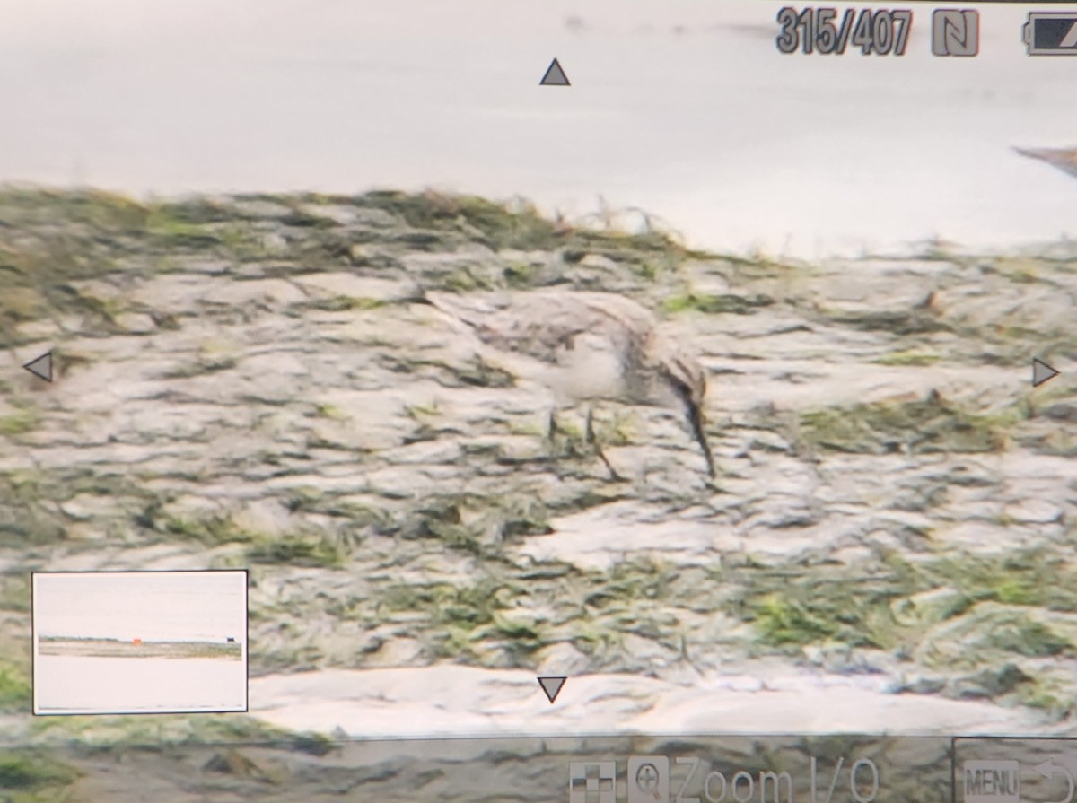 Сянби элсэг - ML626925694