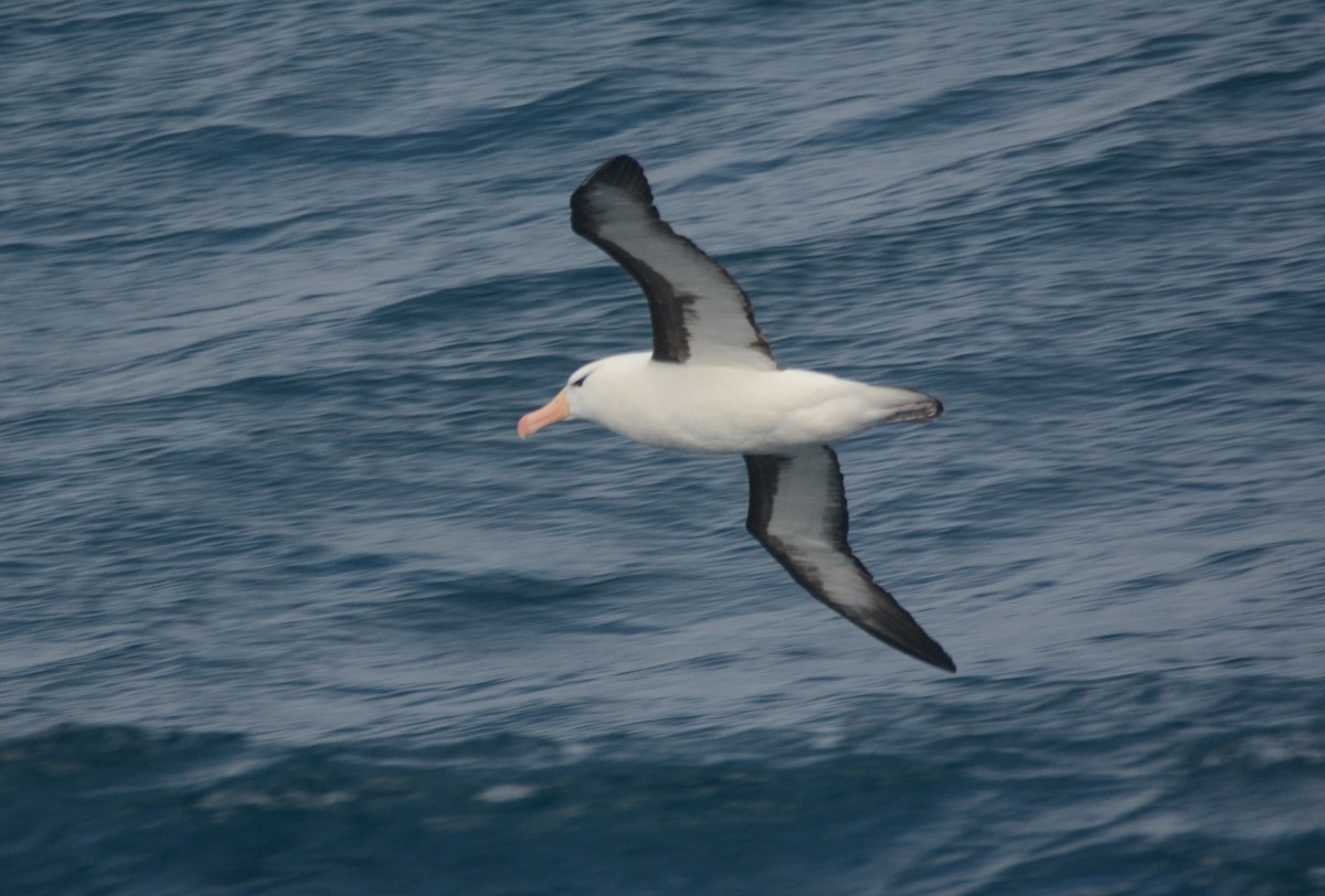 Albatros Ojeroso - ML626925832