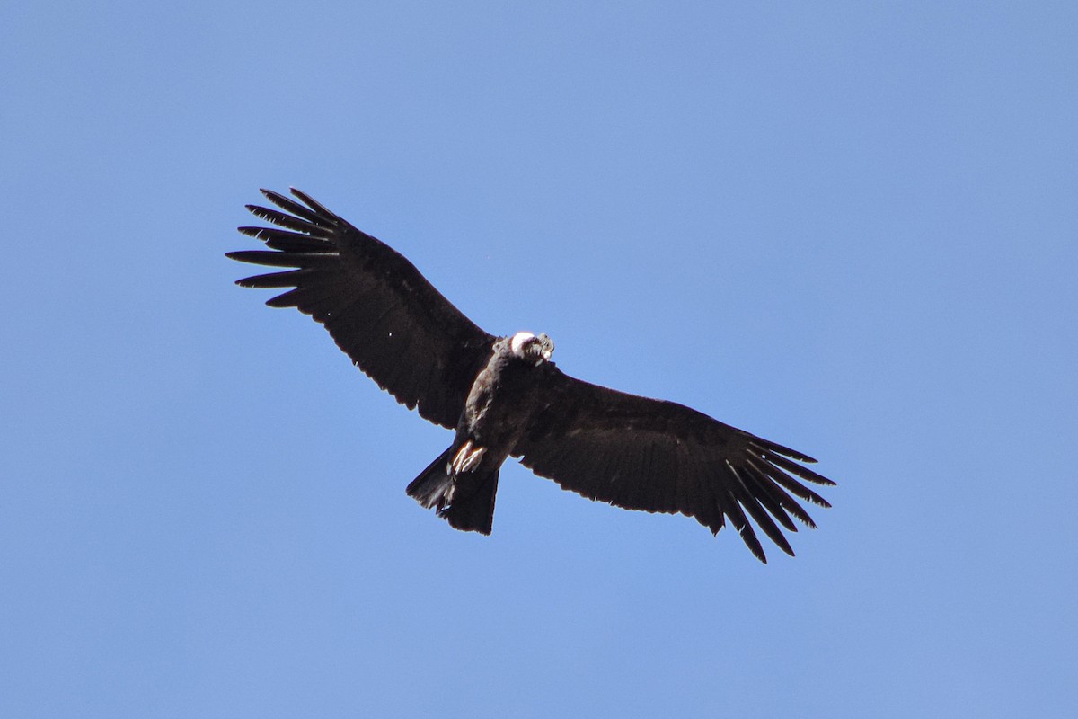 Andean Condor - ML626925865