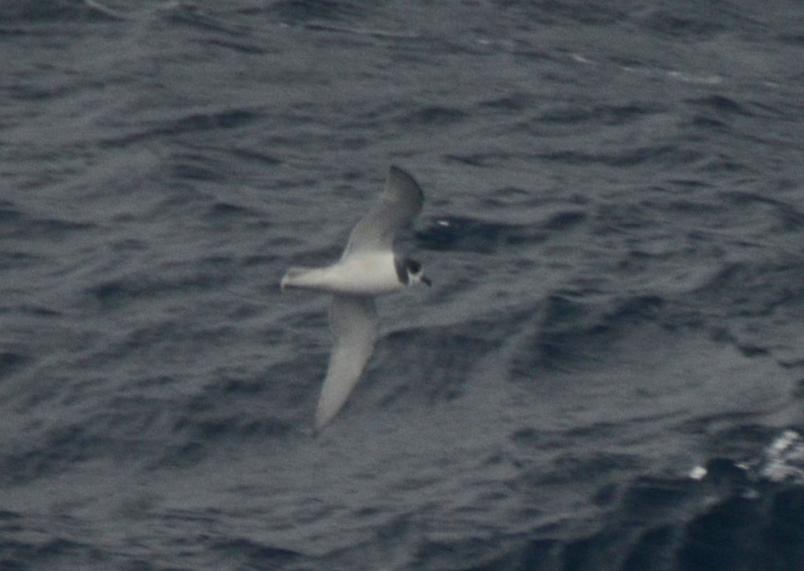 Petrel Azulado - ML626925868