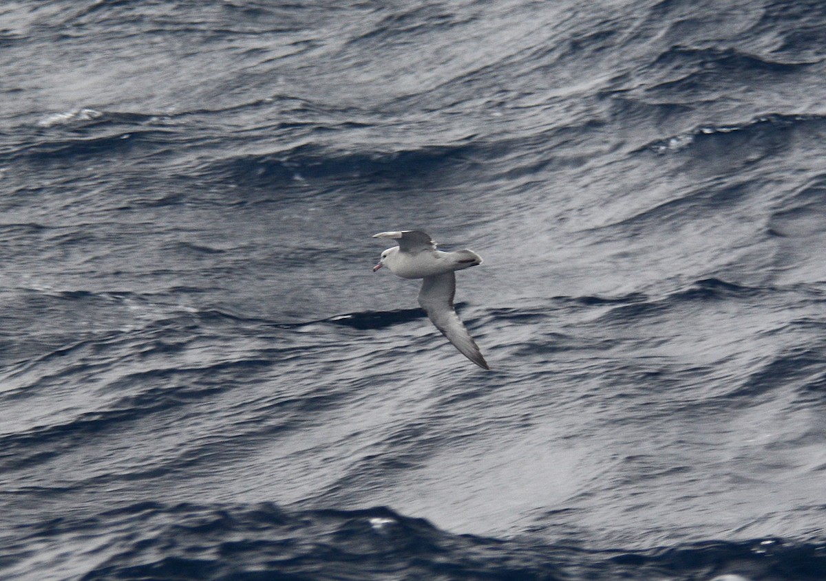 Fulmar Austral - ML626925959