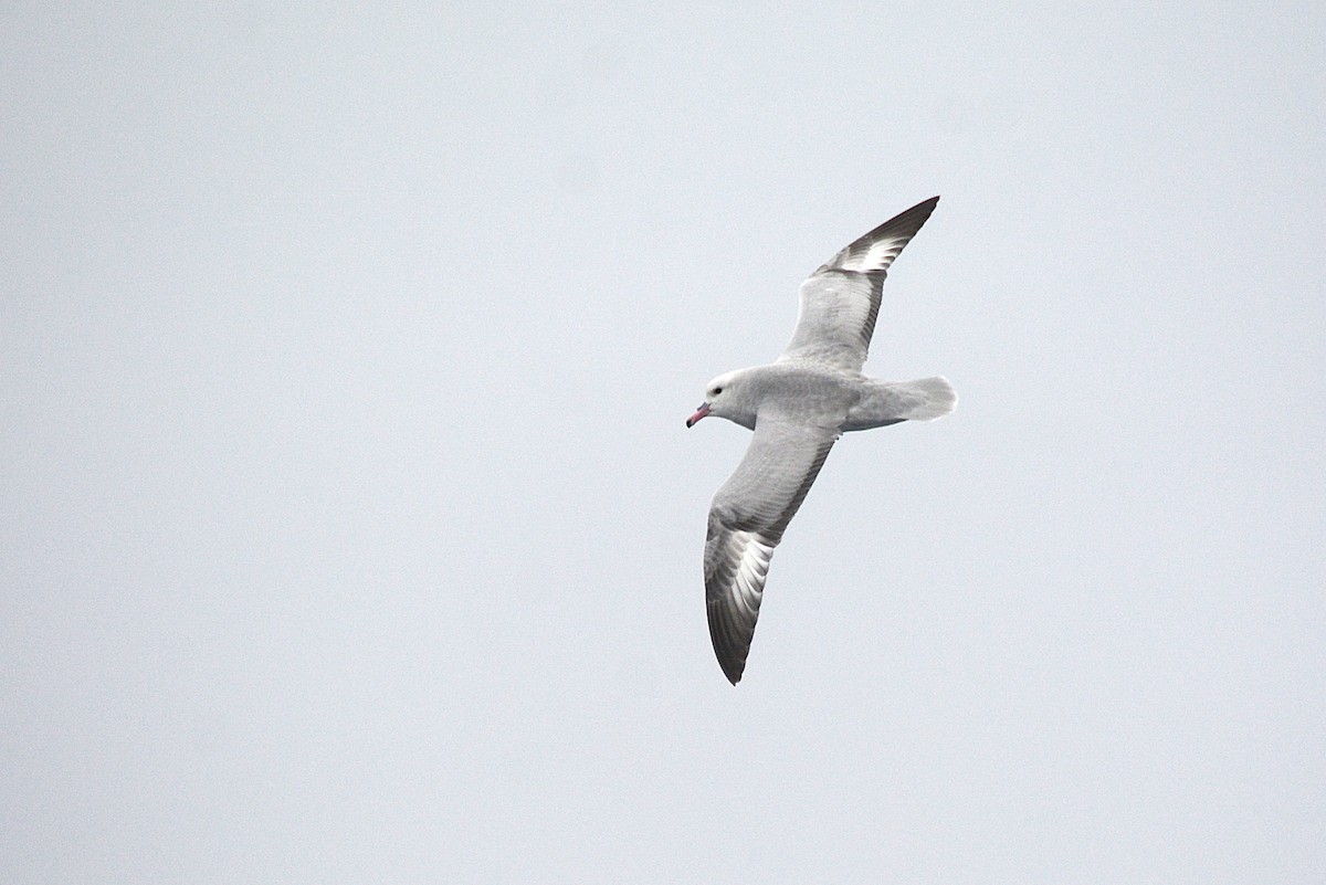 Fulmar Austral - ML626925960