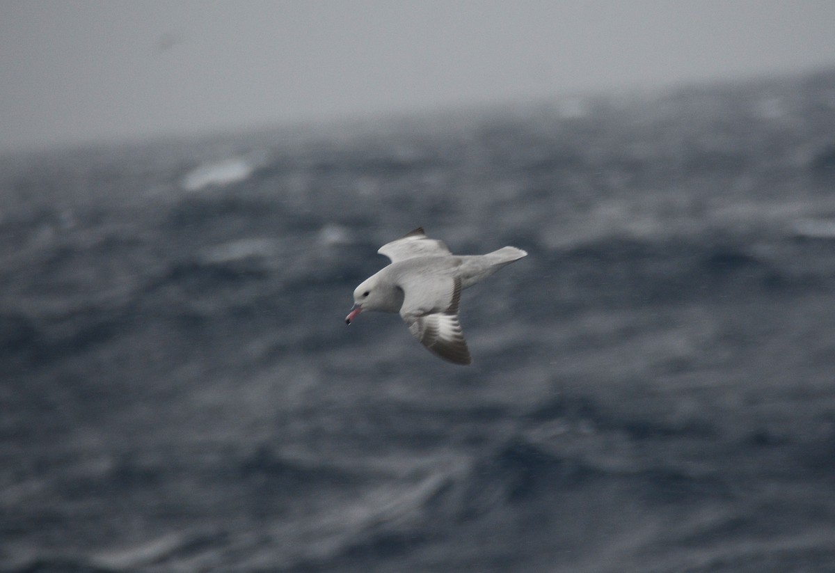 Fulmar Austral - ML626925961