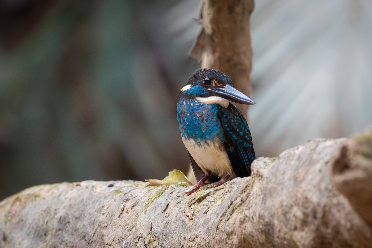 Malaysian Blue-banded Kingfisher - ML626925972