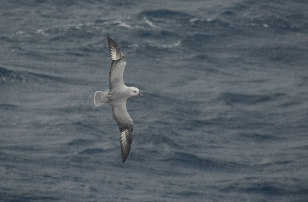 Fulmar Austral - ML626926003