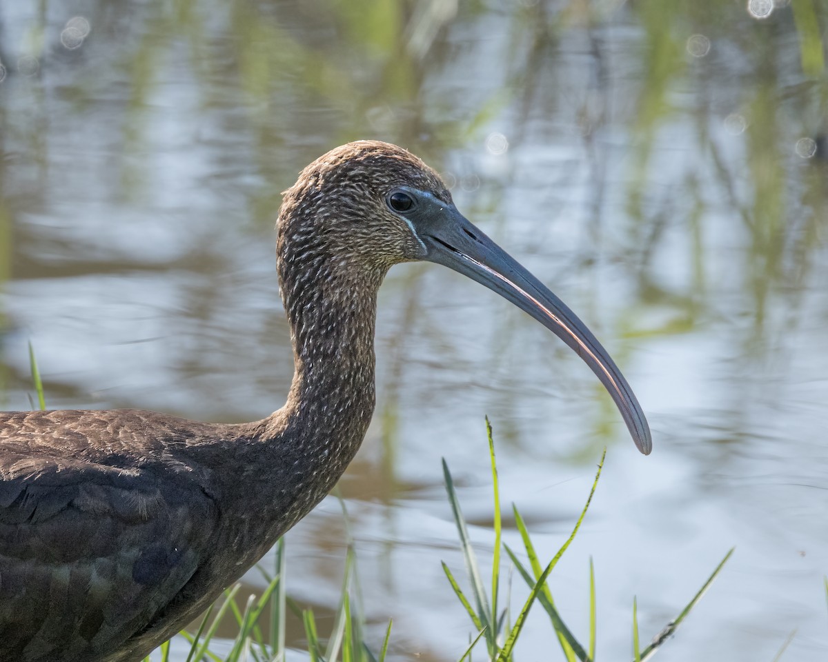 Ibis falcinelle - ML626926091