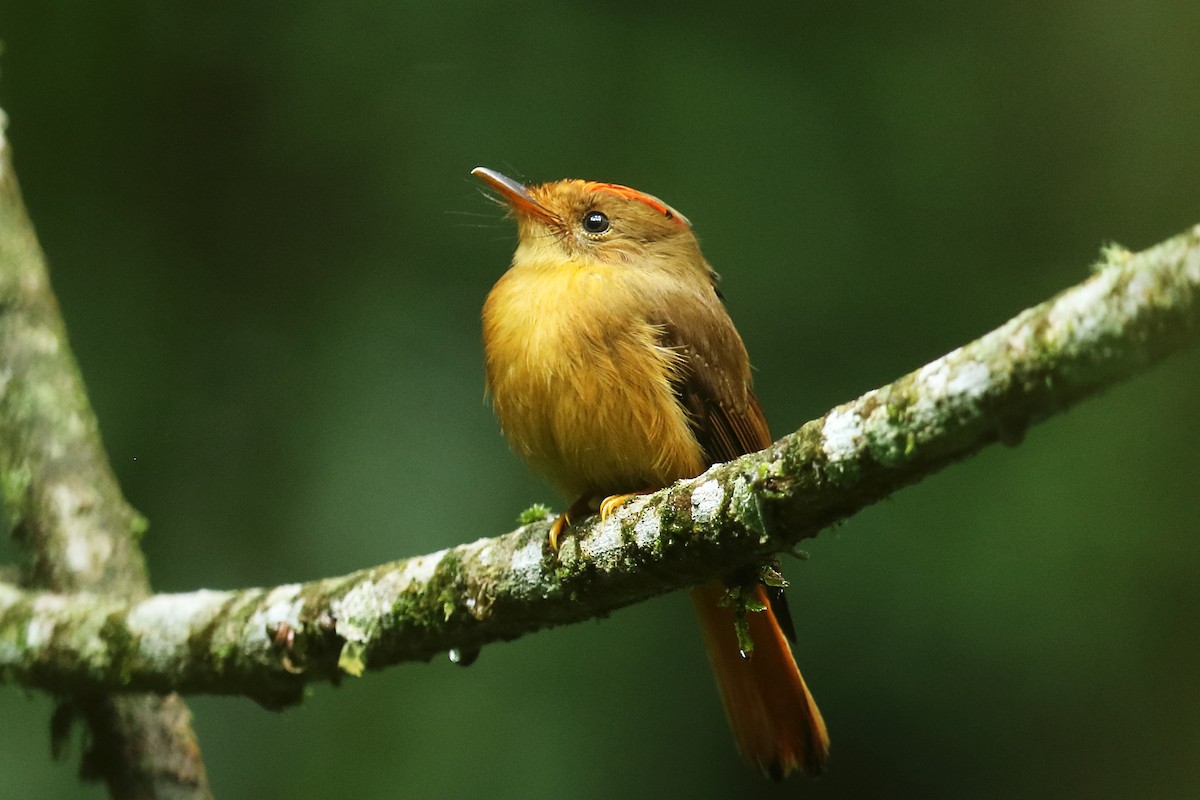 Atlantic Royal Flycatcher - ML626926350