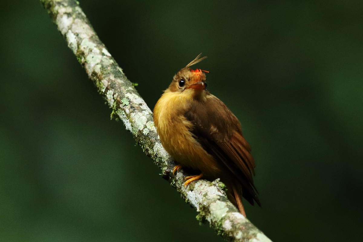 Atlantic Royal Flycatcher - ML626926351