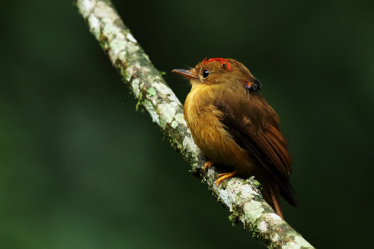 Atlantic Royal Flycatcher - ML626926352