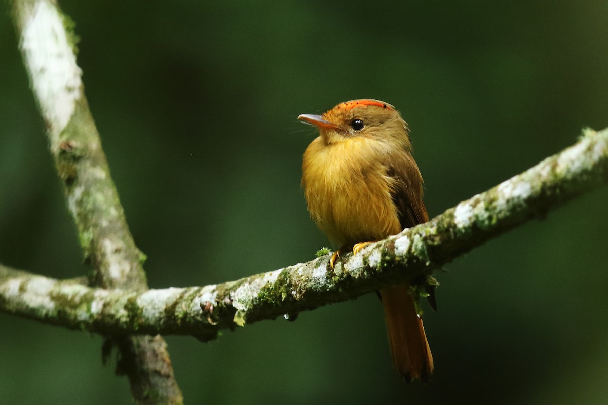 Atlantic Royal Flycatcher - ML626926359