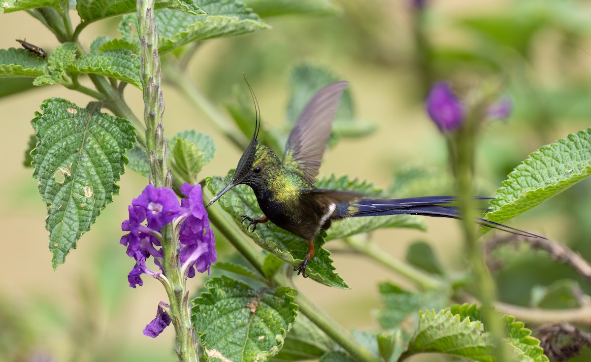 Wire-crested Thorntail - ML626926575