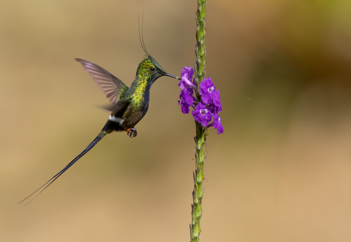 Wire-crested Thorntail - ML626926576