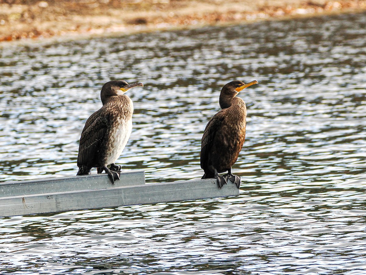 Great Cormorant - ML626926793