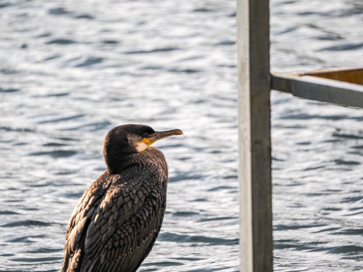 Great Cormorant - ML626926794
