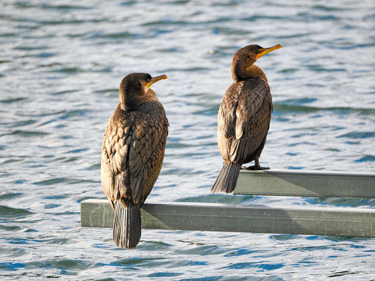 Great Cormorant - ML626926795