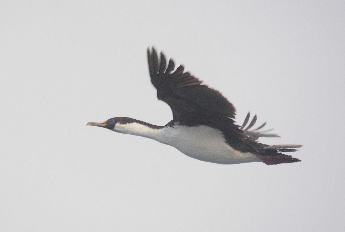 Cormorán Antártico - ML626926868