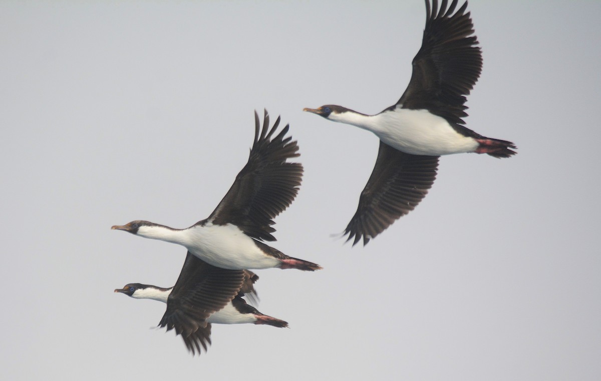 Cormorán Antártico - ML626926869