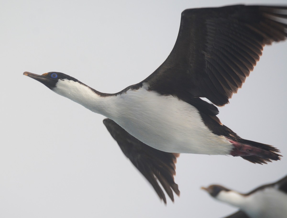 Cormorán Antártico - ML626926870