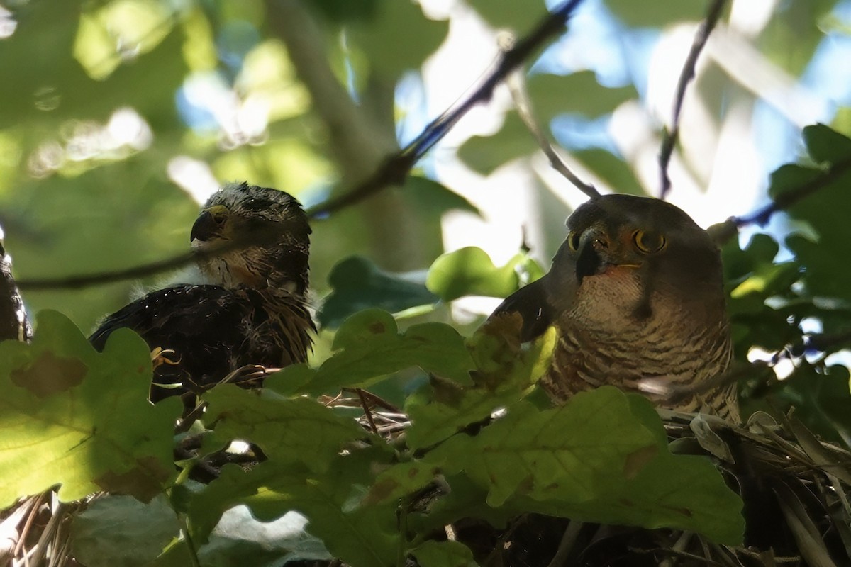 African Goshawk - ML626926971