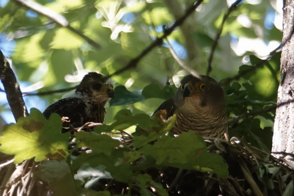 African Goshawk - ML626926972